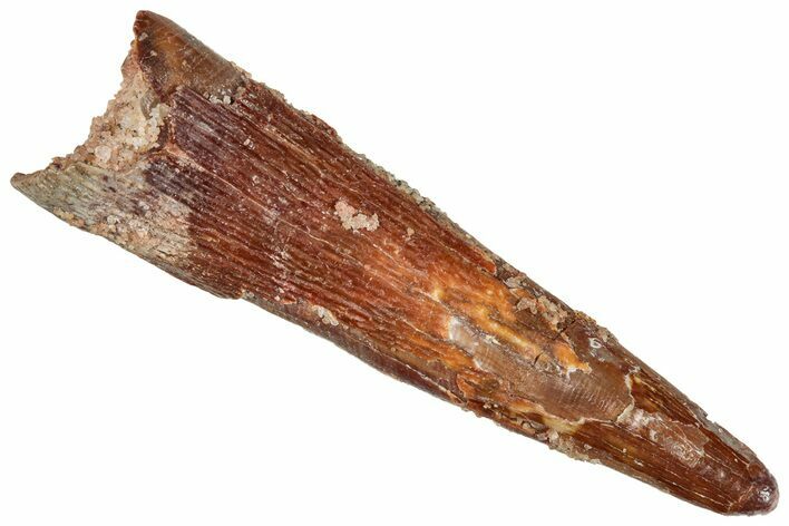 Fossil Pterosaur (Siroccopteryx) Tooth - Morocco #268981